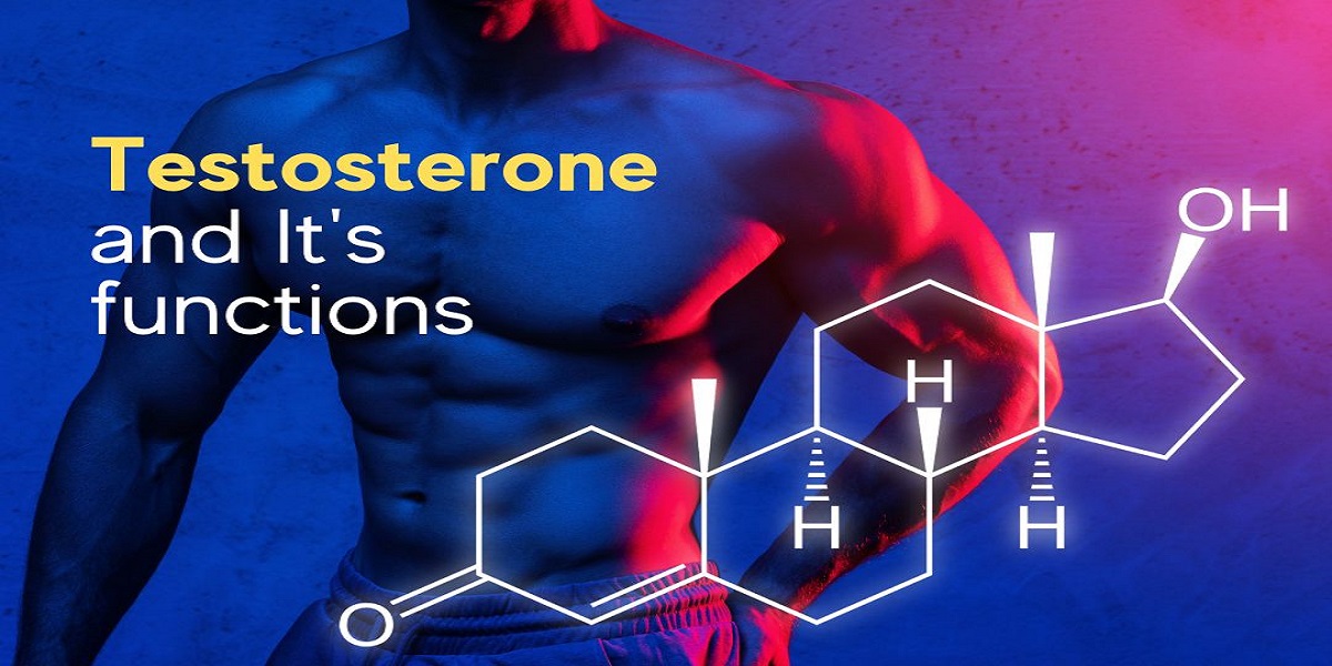 Testosterone And Its Functions